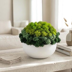 Zen Garden Moss Bowl - Small Black Moss Arrangement - Meditation Desk Decor - Maintenance Free Plant Gift - Modern Biophilic Home Accent