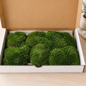 May include: A rectangular cardboard shipping box with a brown exterior and white interior, containing several clusters of vibrant green, textured moss arranged neatly on a white paper liner inside the open container.
