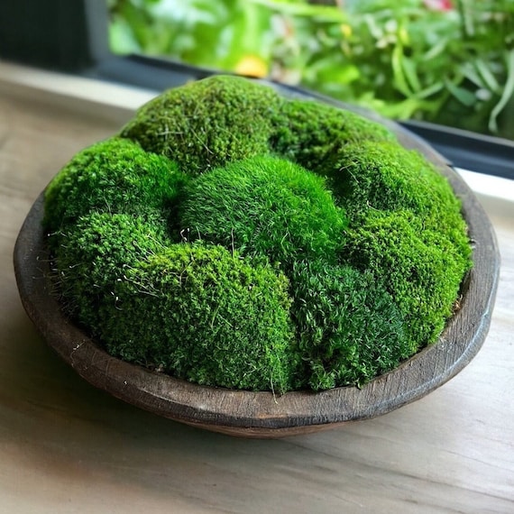 Large Round Moss Bowl Rustic Preserved Moss Centerpiece Moss Office Decor  Moss Wedding Centerpiece Natural Wood Bowl Centerpiece Moss Decor 