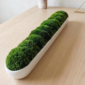 Eco Friendly Decor Modern Centerpiece Office Greenery Real Estate Staging Board Room Decor Sustainable Home Accent No Care Plants Green Office Decor Nature Inspired Gift Sleek Plant Display Preserved Moss Art