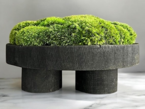 Preserved Moss Centerpiece Coffee Table Decor Modern Home Decor Black Pedestal Bowl Natural Plant Accent Table Boho Nature Housewarming Gift