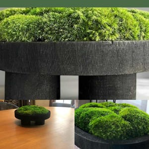May include: A round black wooden pedestal bowl filled with vibrant green preserved moss. The text "Height and Greenery Without a Single Watering" appears at the top, and "ROOTS OF EARTH CO." is printed at the bottom of the image display.