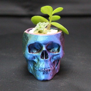 May include: A blue, purple, and green skull-shaped planter with a small succulent plant growing inside.