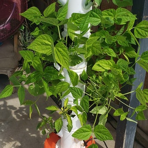 May include: A white plastic vertical garden tower with green bean plants growing up the sides. The tower is sitting on top of a red bucket with the "The Home Depot" logo.