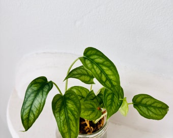 Monstera siltepecana Cuttings Climbing Monstera Indoor Plants Silver Monstera Rooted Plant Cuttings