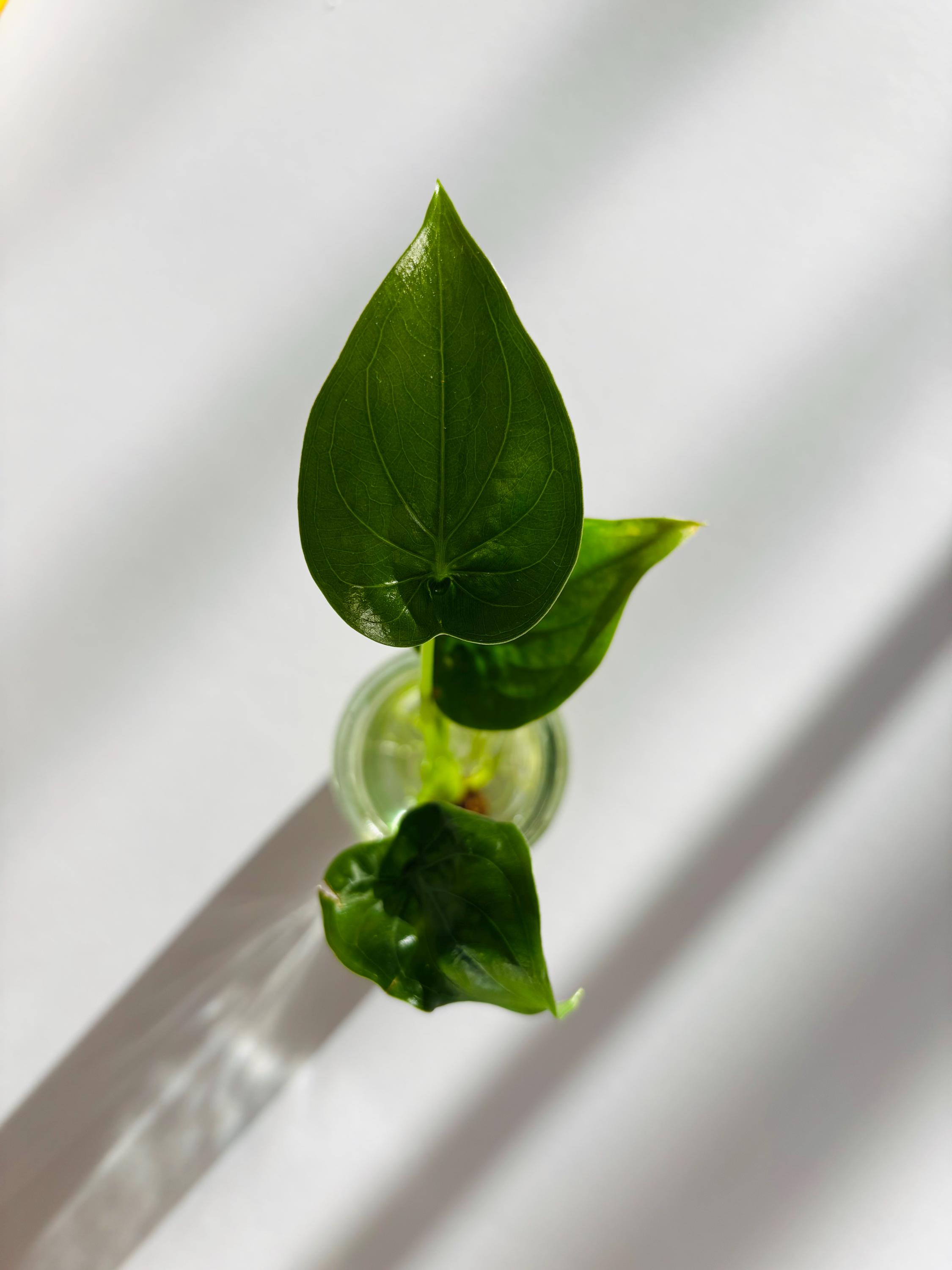 Gorintaku Plant Australia