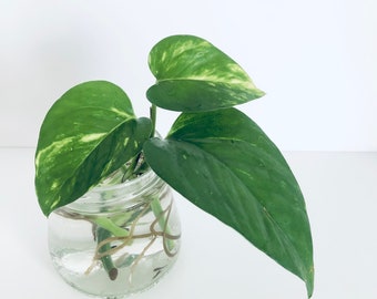 Golden Pothos Cuttings Indoor Plants Devil’s Ivy Rooted House Plant Cuttings