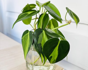 Philodendron brasil Philodendron hederaceum Rooted Plant Cuttings | Tiny Indoor Plants