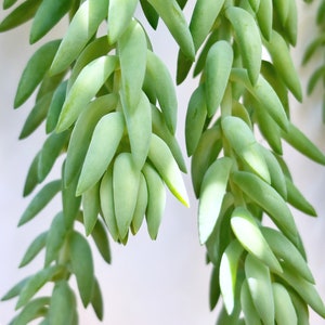 May include: A close-up of a succulent plant with long, thin, green leaves that are clustered together. The leaves are arranged in a cascading pattern, creating a delicate and graceful look.