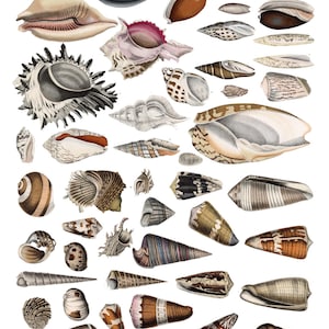 Shell #2  Overglaze Decal Sheet for Ceramic and Pottery