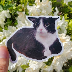 Rocky Approves Tuxedo Cat Sticker Vinyl Waterproof | Thumbs Up Funny Silly Cute Meme Gift Stationery Journal Planner Decoration Decal