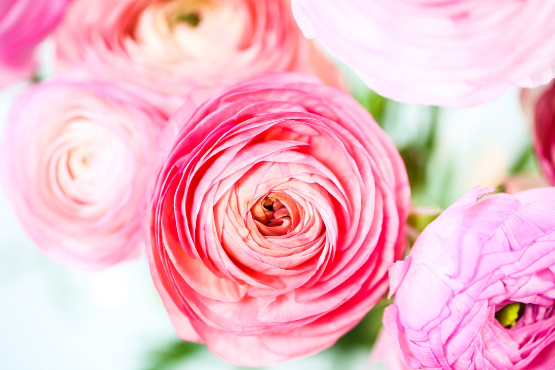 Ranunculus With Pink Background - Etsy