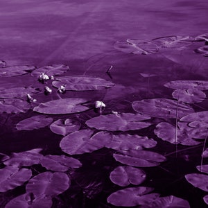 Water lilies, a touch of Monet, photo for download, printable art