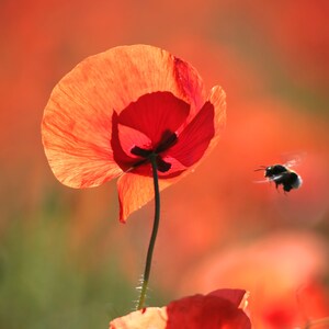 Poppy with bumblebee