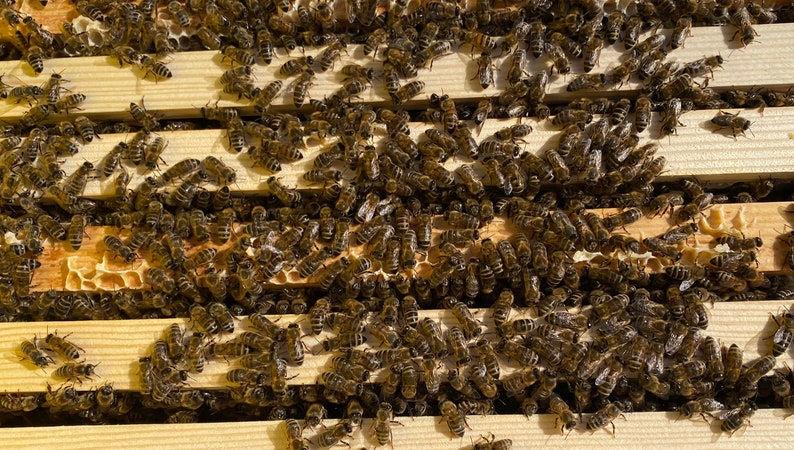 Rosemary honey soap from our own beekeeping mild and pure with olive oil image 10