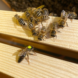 Rosemary honey soap from our own beekeeping mild and pure with olive oil image 9