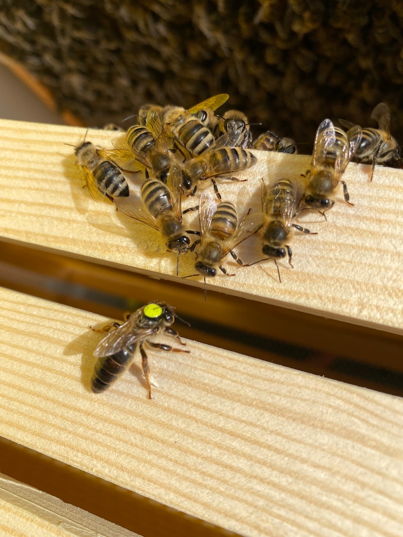 Rosemary honey soap from our own beekeeping mild and pure with olive oil image 9