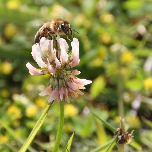 Bienenpatenschaft - Werde Bienenpate - Rette die Bienen - Wir lieben Bienen - Bienen suchen Paten - 2024