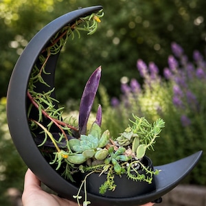 succulent plants home depot Potted Echeveria – Indigo Bungalow