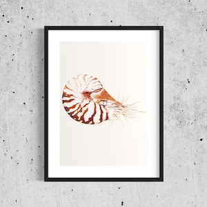 Nautilus Shell Art