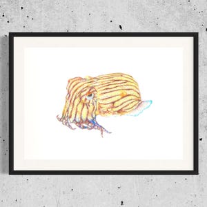 Könnte beinhalten: Eine detaillierte Bleistiftzeichnung einer Sepia mit gelben und braunen Streifen auf weißem Hintergrund.