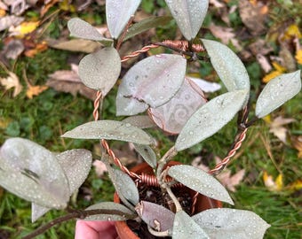 Unrooted Fresh Cutting Mathilde “grey Fairy” - Etsy