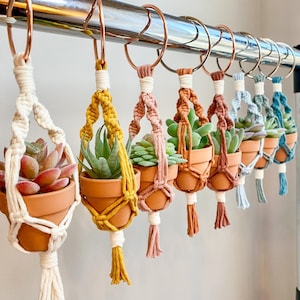 May include: A set of seven macrame plant hangers with small terracotta pots and green succulents. The hangers are made with white, yellow, pink, blue, and green yarn and have tassels at the bottom.