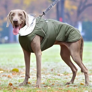 May include: A Weimaraner dog wearing an olive green dog coat with white trim and a reflective collar. The dog is standing on grass with a leash attached. The dog's tongue is visible.