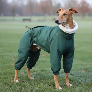 Peut inclure: Un chien portant une combinaison vert foncé avec un col blanc, debout sur de l'herbe verte. La combinaison a une fermeture à cordon et des passepoils réfléchissants. Le chien a un pelage beige et regarde sur le côté.