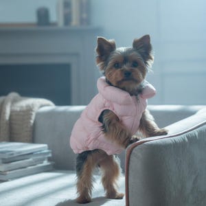 May include: A Yorkshire Terrier dog wearing a pale pink puffer vest with a high collar and a zip. The dog is standing on its hind legs, with its front paws on the arm of a grey sofa. The dog has brown and black fur.