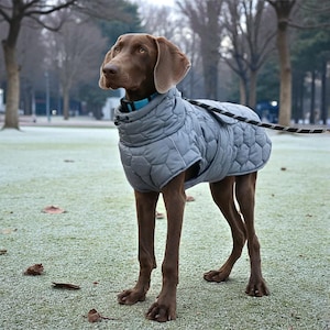 Może przedstawiać: Brązowy pies Weimaraner w szarej pikowanej kurtce dla psa i niebieskiej obroży stoi w parku. Pies jest na smyczy. Tło przedstawia drzewa i trawiasty teren z opadłymi liśćmi.