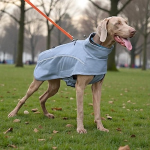 May include: A Weimaraner dog wearing a light blue dog coat with reflective trim and a high collar, attached to an orange leash. The dog is standing on green grass in a park setting.