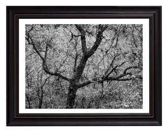 Digital Photo , minimalist wall art , black and white prints ,wall decor , prints , vintage, Woodland, art prints, minimalist