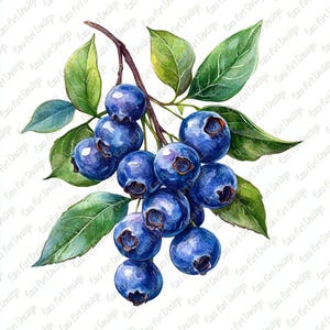 Può includere: Illustrazione ad acquerello di un grappolo di mirtilli maturi su un ramo con foglie verdi. I mirtilli sono di un blu intenso e le foglie di un verde vibrante. L'immagine ha uno sfondo bianco.