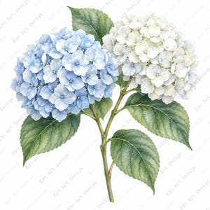 May include: A botanical watercolour illustration of a hydrangea branch featuring two large flower clusters, one in shades of light blue and the other in white, attached to a green stem with several detailed, serrated dark green leaves.