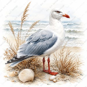 Może przedstawiać: Akwarelowa ilustracja mewy z białymi i szarymi piórami, pomarańczowym dziobem i czerwonymi nogami, stojącej na piaszczystej plaży. Scena zawiera wysuszoną trawę plażową oraz kilka muszli rozrzuconych na piasku w pobliżu morskich fal.