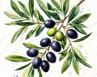 May include: A watercolor illustration of an olive branch featuring numerous dark purple, nearly black olives and two bright green olives. The branch has elongated, pointed green leaves with subtle shading and light paint splatters.