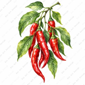 Op de afbeelding: Een aquarelillustratie van een tros levendige rode chilipepers hangend aan een groene stengel met verschillende gedetailleerde groene bladeren. De pepers hebben glanzende schillen met kleine waterdruppels verspreid over hun oppervlak.