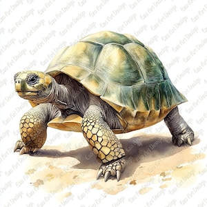 May include: A watercolour illustration of a tortoise, showcasing a detailed shell and textured skin. The tortoise is depicted in a walking pose, with its legs and head extended. The colour palette includes shades of green, yellow, and brown.