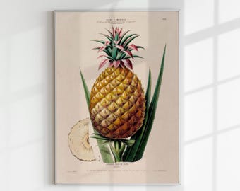 L&#39;Anana Pain De Sucre Botanical Art Print