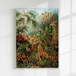 Cartel del bosque de setas Haeckel Lámina artística
