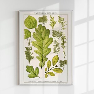 Naturselbsdruck Botanical Art Print