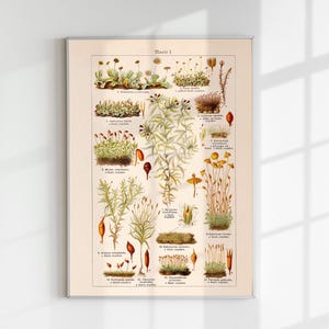 May include: A vintage botanical illustration of 16 different types of moss and lichen. The illustration is in shades of green, brown, and red, and is labeled with the scientific names of each species. The title of the illustration is "Moos I."