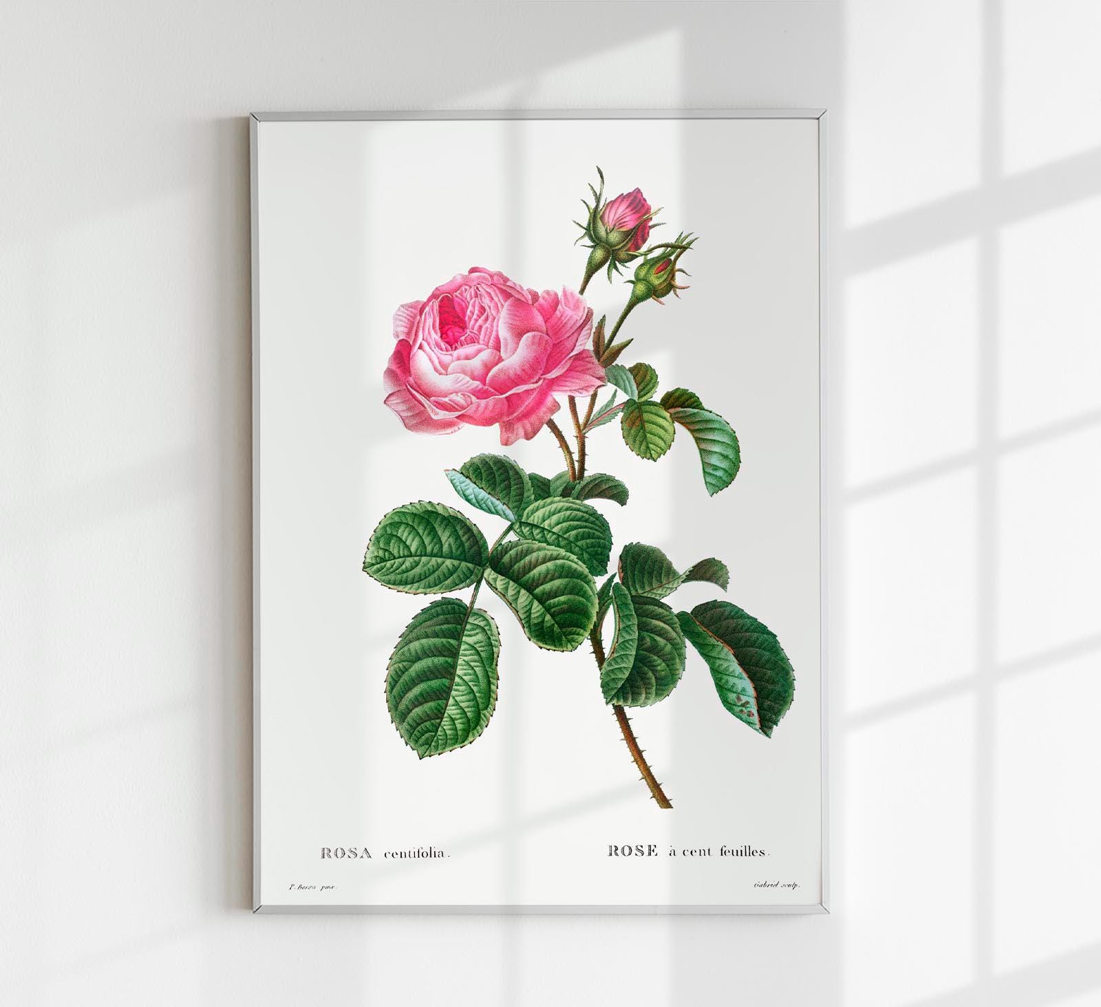 ロサ センティフローラ 植物アートプリント - Etsy 日本