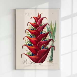 Könnte beinhalten: Eine botanische Vintage-Illustration einer roten und grünen Heliconia-Blume mit blauen Beeren. Die Illustration trägt den Titel "Le Magnifique" und stammt aus "Plantes d'Amerique".