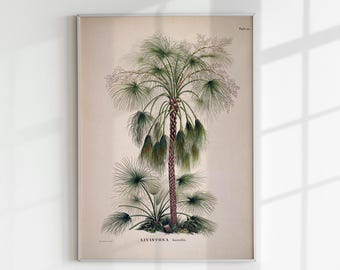 Livistona Humilis Von Martius Botanical Art Print