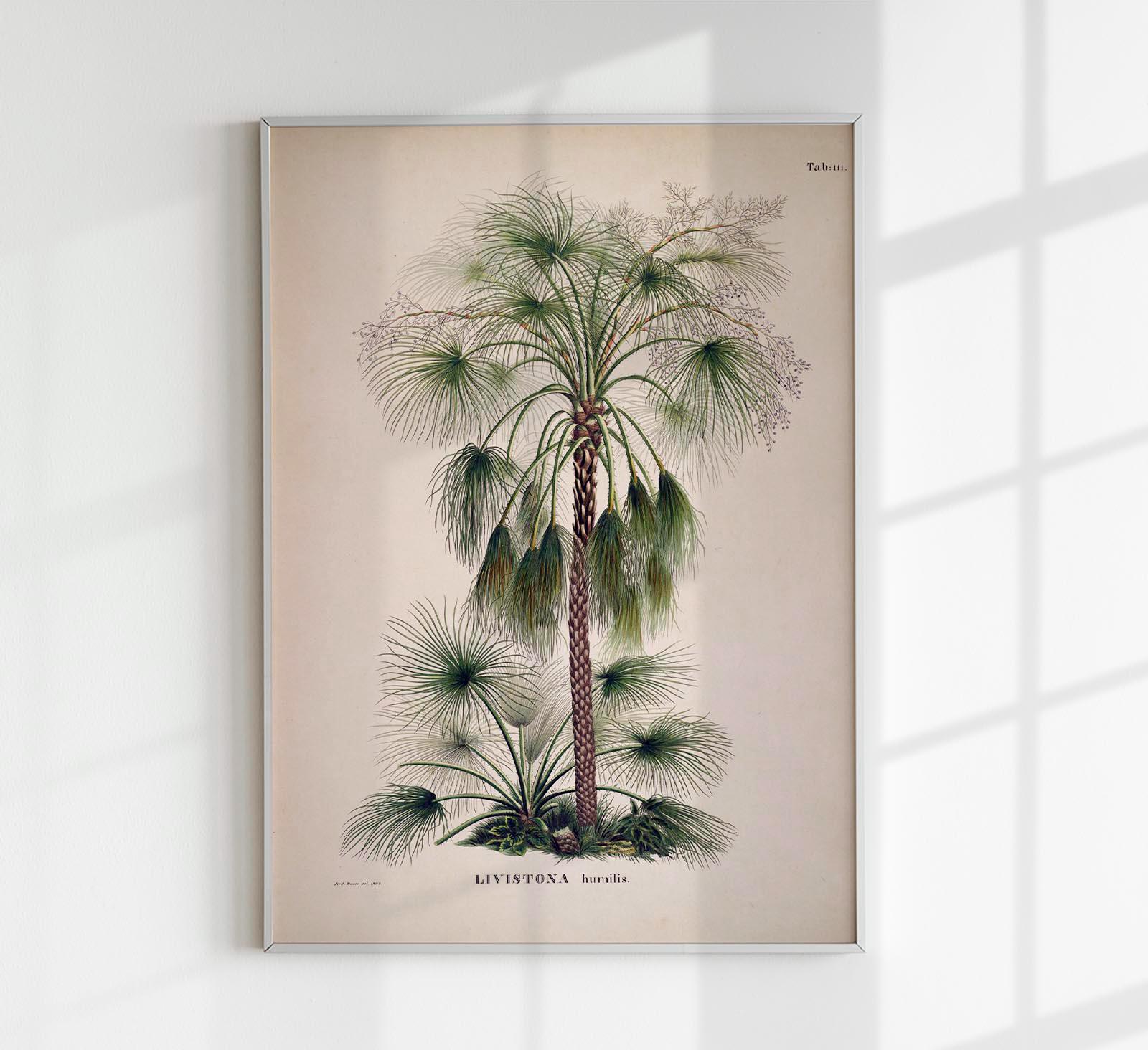 Palma Tropicale Verde Conservata in Vaso Dettagliata Realistica 3d