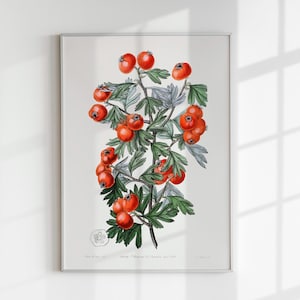 Tomatoes Botanical Art Print