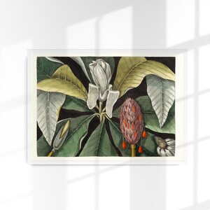 Umbrella Tree (Magnolia) Botanical Art Print