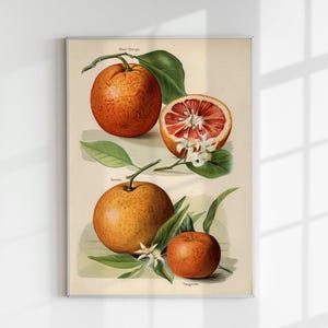 Blood Orange Fruit Art Print
